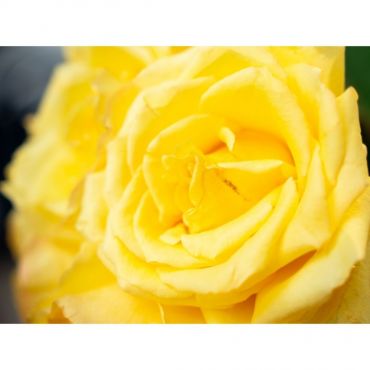 Buquê de 24 rosas amarelas