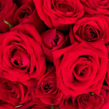 Vaso de Rosas vermelhas