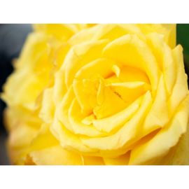 Buquê de 24 rosas amarelas